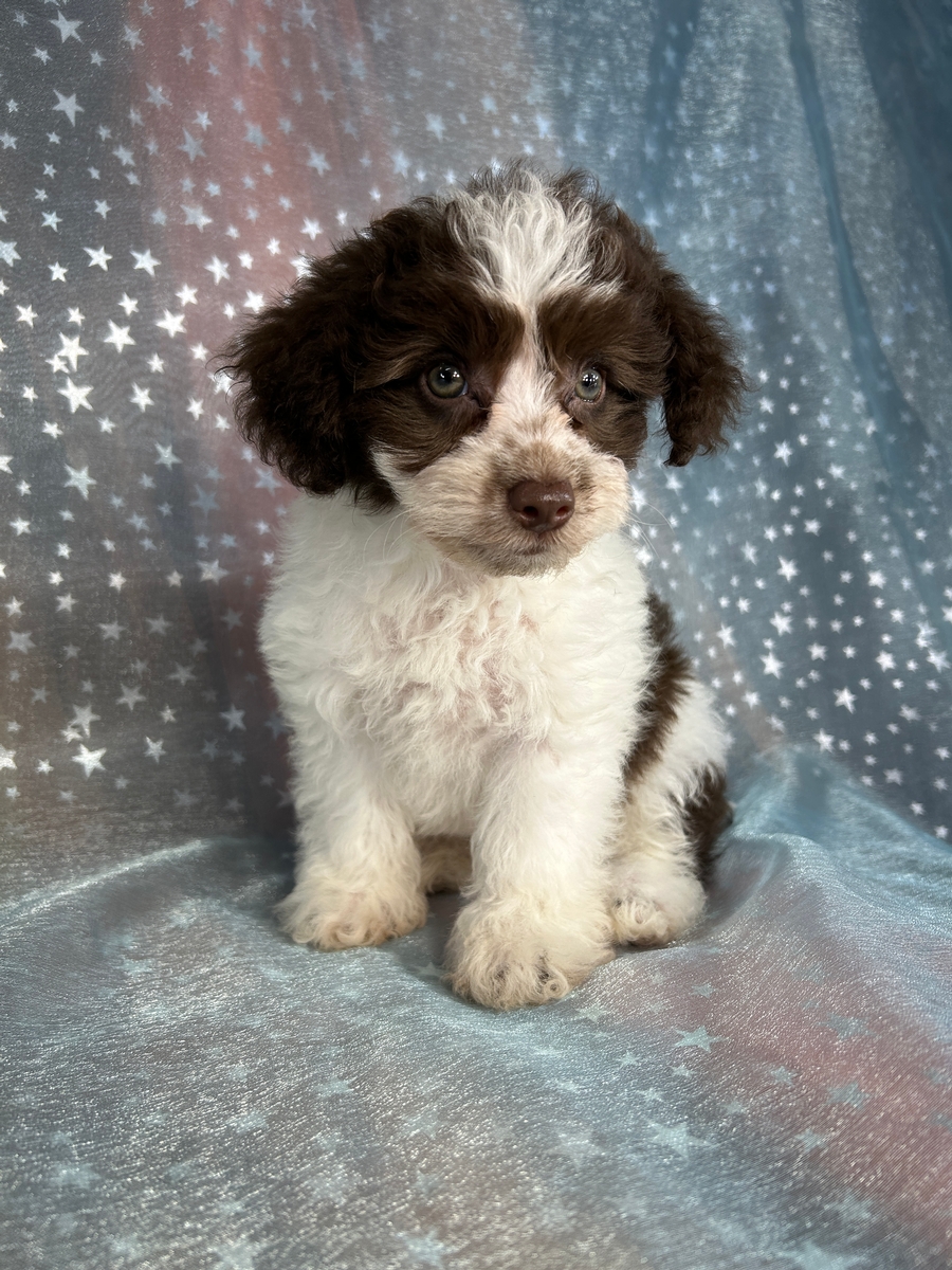 White Mini Schnoodle with Perfect Chocolate Markings DOB 5-30-2026 $950